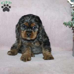 Lolly, Cocker Spaniel Puppy
