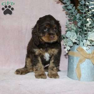 Lilac, Cocker Spaniel Puppy