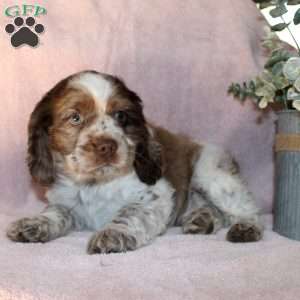 Larry, Cocker Spaniel Puppy