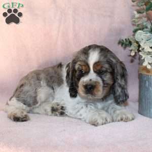 Louis, Cocker Spaniel Puppy
