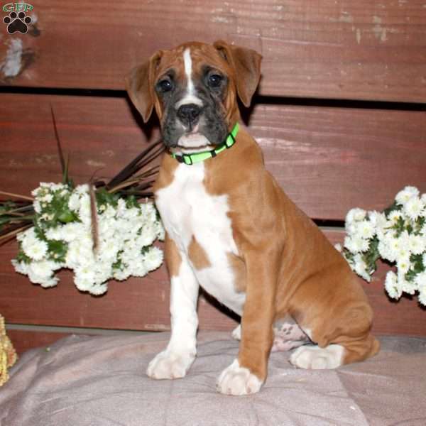 Baxter, Boxer Puppy