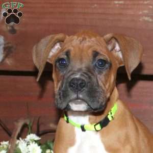 Boone, Boxer Puppy