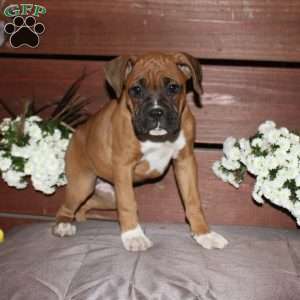 Betty, Boxer Puppy
