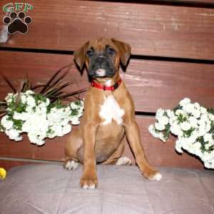 Bell, Boxer Puppy