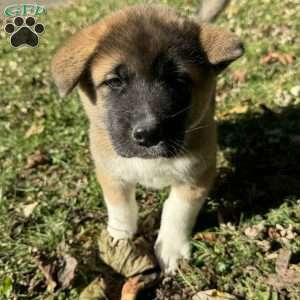 Rylei, Akita Puppy