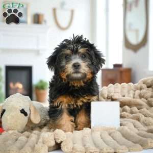 MARK, Yorkie Puppy
