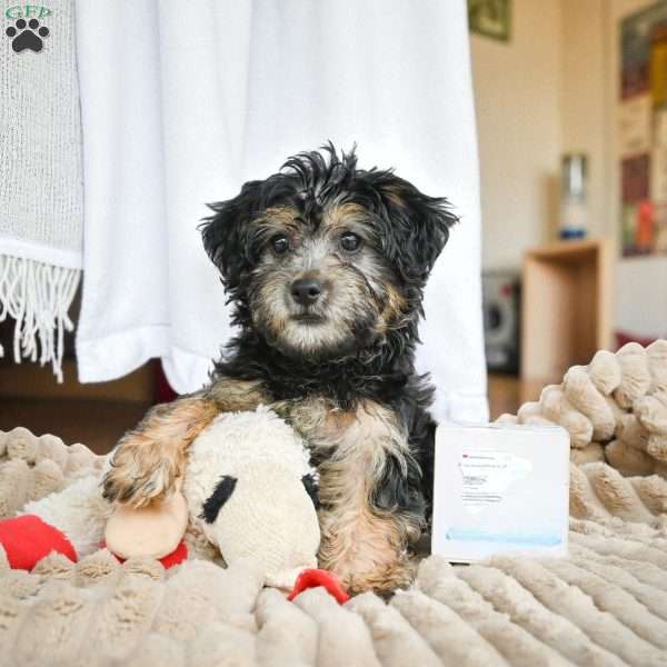 DAISY, Yorkie Puppy