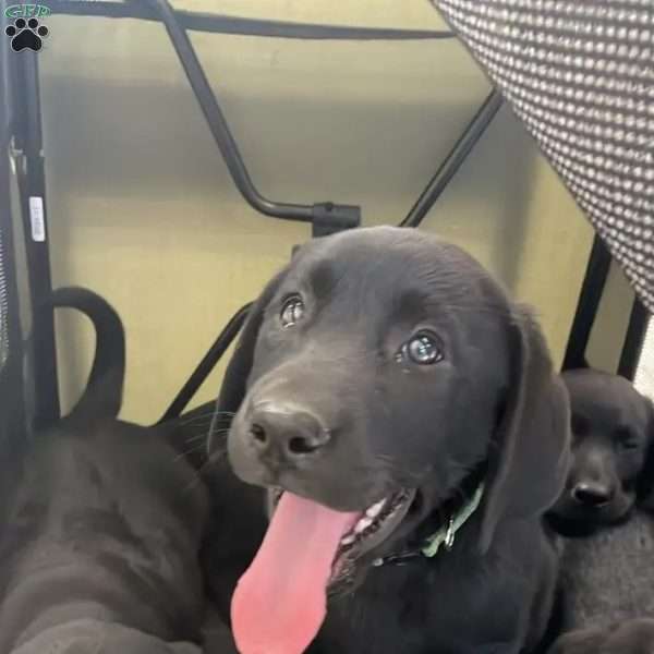Bubbles, Black Labrador Retriever Puppy