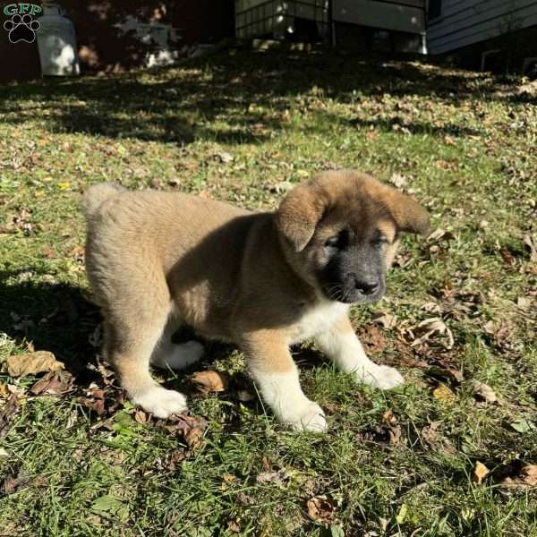 Rylei, Akita Puppy