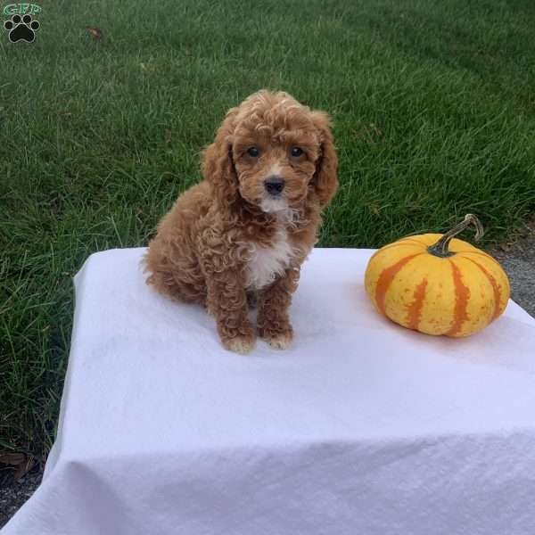 Cooper, Cavapoo Puppy