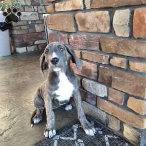 Stella, Great Dane Puppy