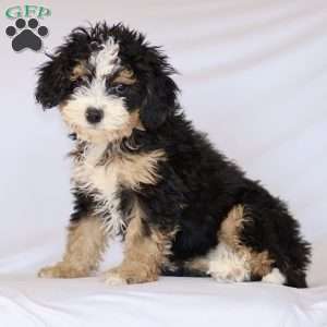 Ginger, Mini Bernedoodle Puppy