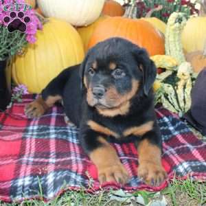 Polly, Rottweiler Puppy