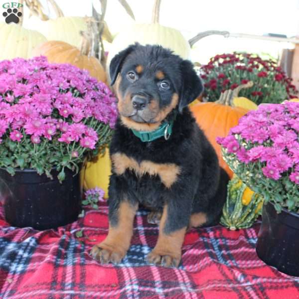 Pebbles, Rottweiler Puppy