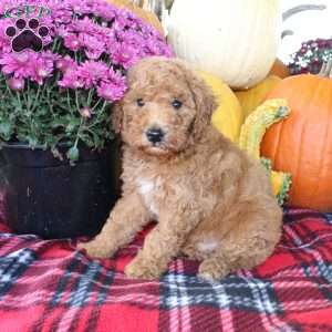 Rusty, Bich-Poo Puppy