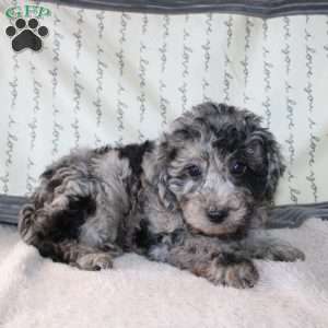 Caleb, Miniature Poodle Puppy