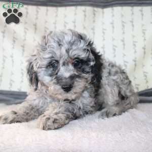 Colton, Miniature Poodle Puppy