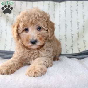 Cody, Miniature Poodle Puppy