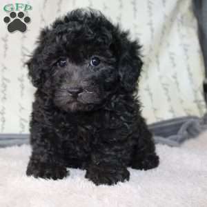 Carly, Miniature Poodle Puppy