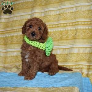 Burt, Mini Goldendoodle Puppy