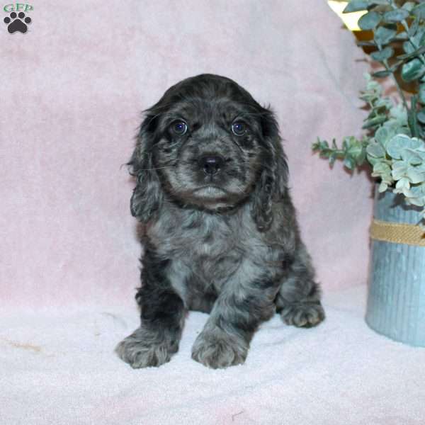 Lavendar, Cocker Spaniel Puppy