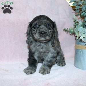 Lavendar, Cocker Spaniel Puppy