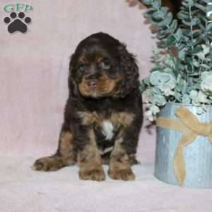 Lilac, Cocker Spaniel Puppy