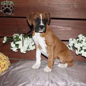 Baxter, Boxer Puppy