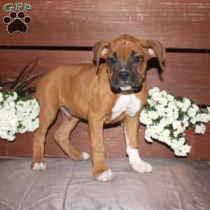 Boone, Boxer Puppy
