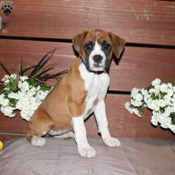 Beauty, Boxer Puppy