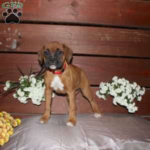 Bell, Boxer Puppy