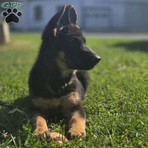 Vixie, German Shepherd Puppy