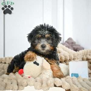 MARK, Yorkie Puppy