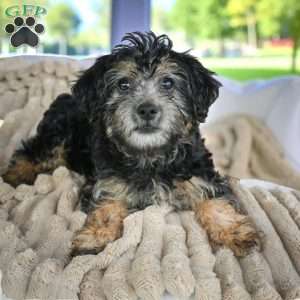 DAISY, Yorkie Puppy