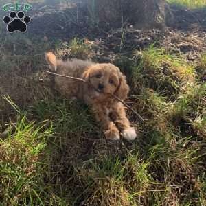 Connor, Cavapoo Puppy