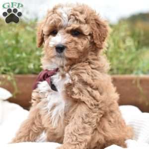Diego, Mini Goldendoodle Puppy