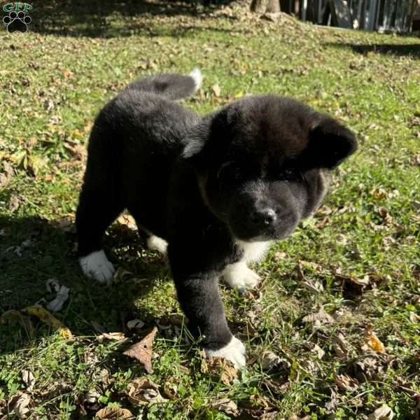 Ashanti, Akita Puppy