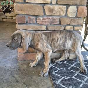 Beck, Great Dane Puppy