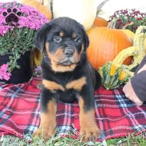 Polly, Rottweiler Puppy