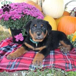 Pebbles, Rottweiler Puppy