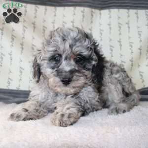 Colton, Miniature Poodle Puppy
