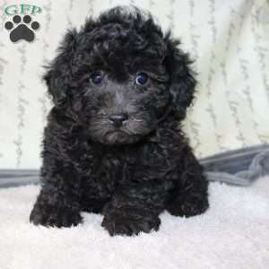 Carly, Miniature Poodle Puppy