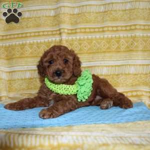 Burt, Mini Goldendoodle Puppy
