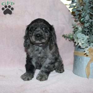 Lavendar, Cocker Spaniel Puppy