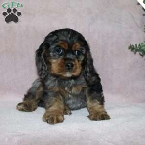 Lolly, Cocker Spaniel Puppy