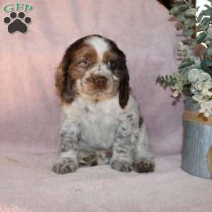 Larry, Cocker Spaniel Puppy