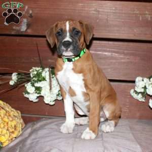 Baxter, Boxer Puppy