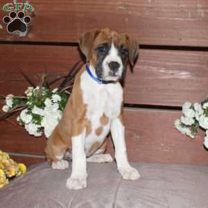 Beauty, Boxer Puppy