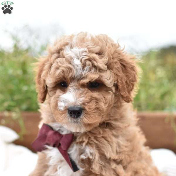 Diego, Mini Goldendoodle Puppy
