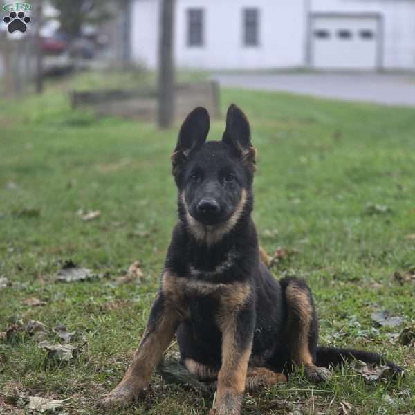 Vixie, German Shepherd Puppy